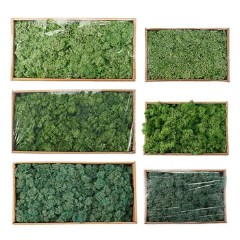 Simulacija rastline večno življenje moss / Vrt doma dekor steno DIY Cvet materiala Mini Vrt Mikro Krajine ponaredek moss 500g/200 g