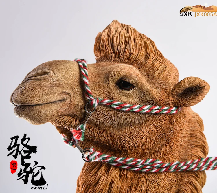 Jxk005 Za Zbiranje 1/6 Slika Scene Pribor actrian Kamele Camelus Smolo Živali Slika Model za 12