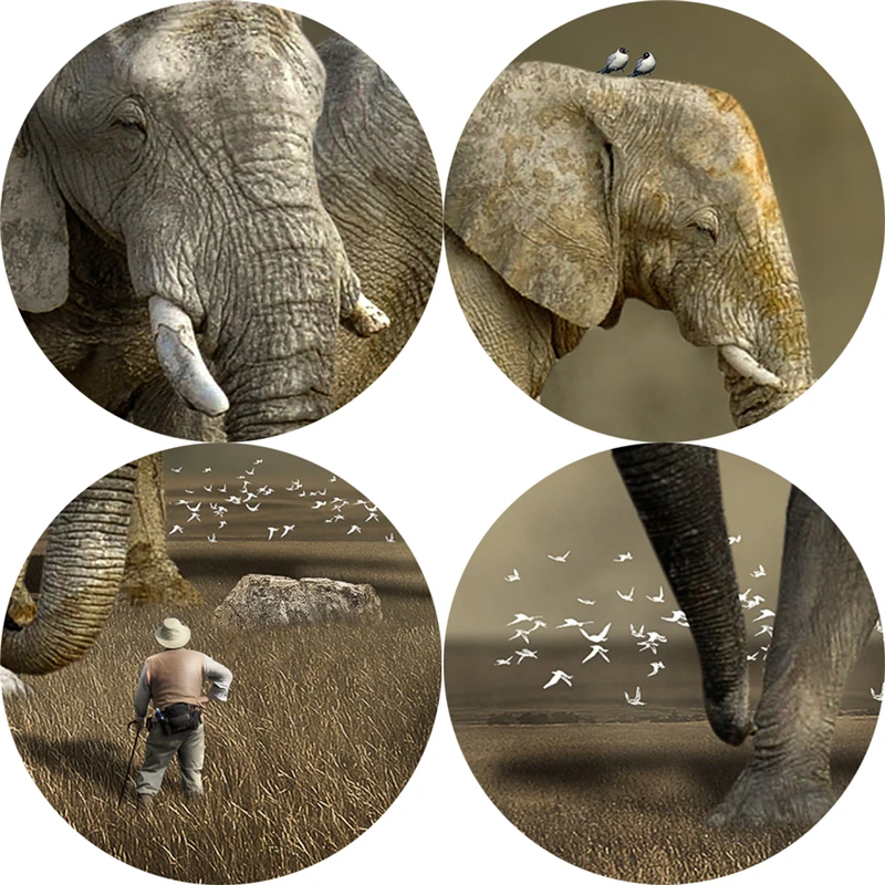 Afriški Slon Steno Plakatov In Fotografij Živali Platno Art Poslikave Na Steni Krajine Cuadros Slike Za Dnevno Sobo
