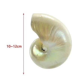 1pc 10-12 cm, Srebro, Perlirana Lepoto Nautilus Pompilius Naravnih Conch Lupini Chambered Papige Seashell Koralni Akvarij Dekor Lupine