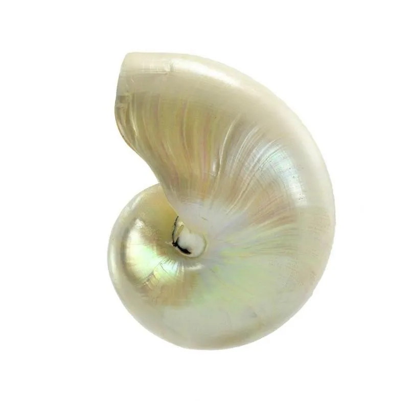 1pc 10-12 cm, Srebro, Perlirana Lepoto Nautilus Pompilius Naravnih Conch Lupini Chambered Papige Seashell Koralni Akvarij Dekor Lupine
